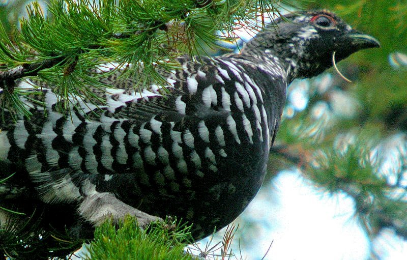Spruce Grouse