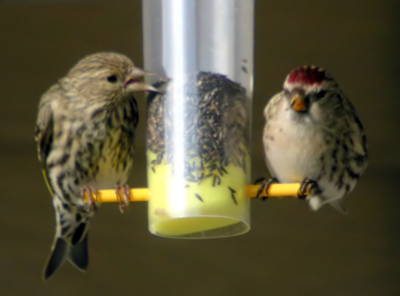Common Redpoll