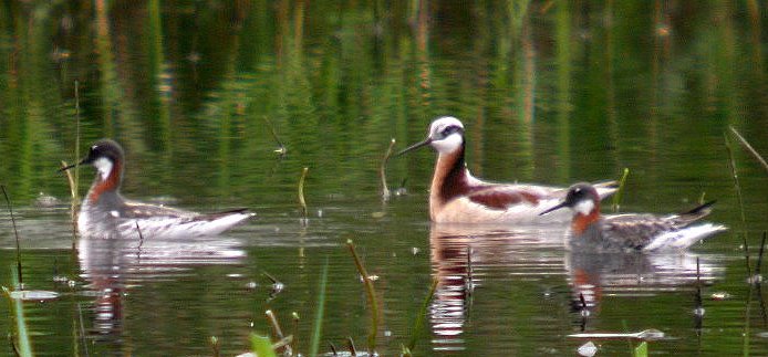 Wilson's & Red-necked Phalarope