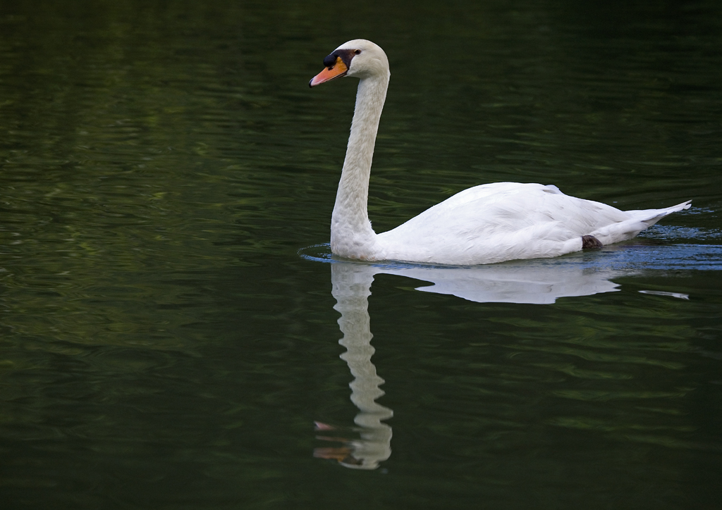 Reflection
