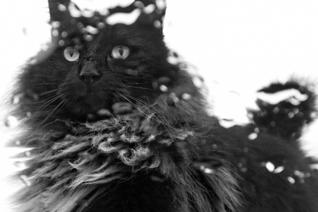 Wet Cat #2