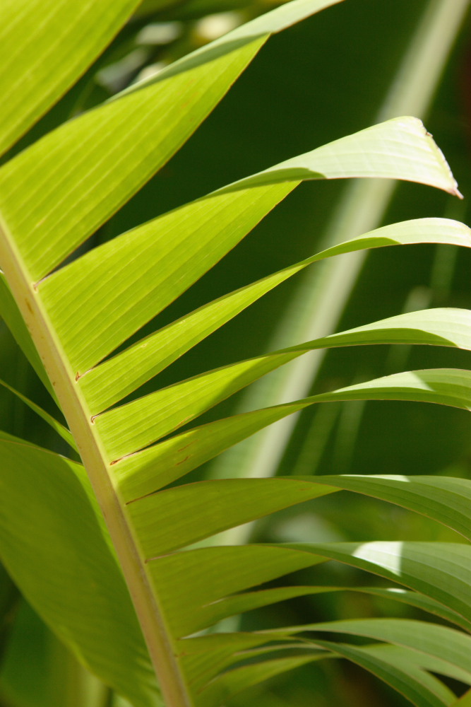 Banana Leaf