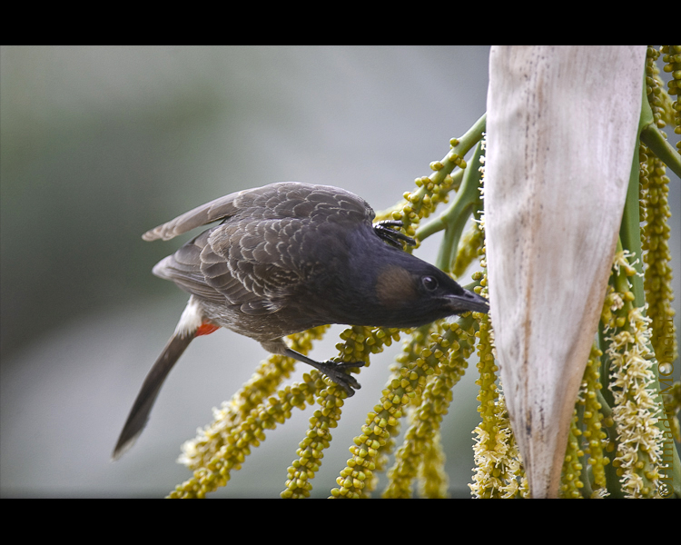 Red-Vented Bulbul, Rajarhat