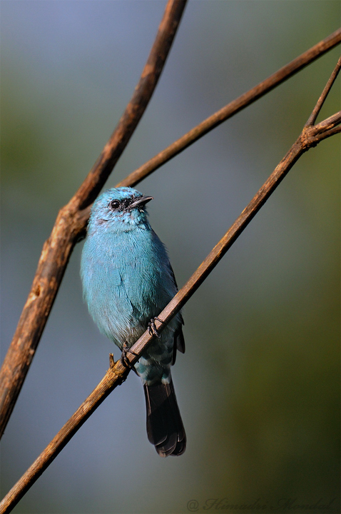 Verditer Flycatcher