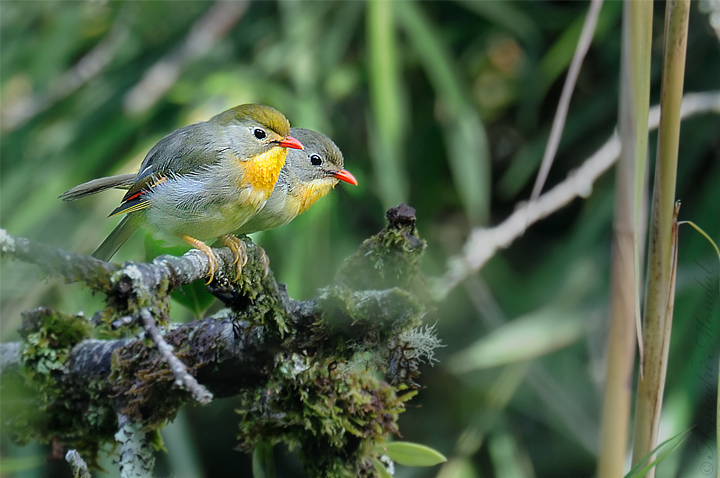 Red billed Leiothrix