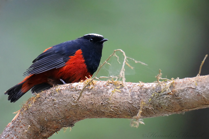 White Capped water Redstart