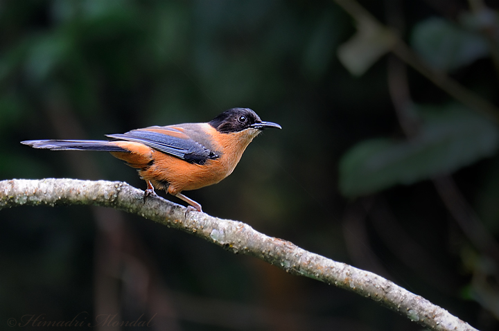 Rufous Sibia