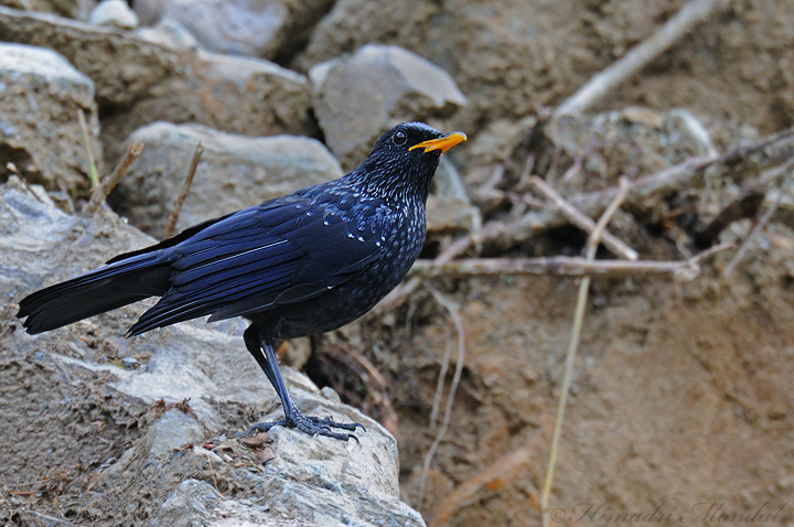 Blue Whistling Thrush