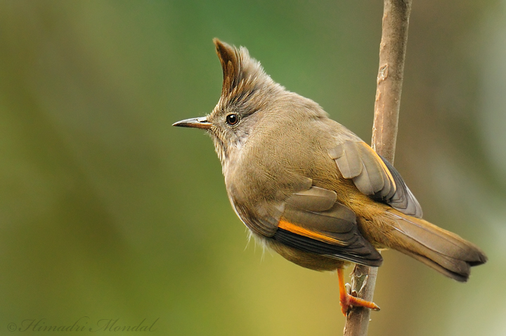 Striped-Throated Yuhina