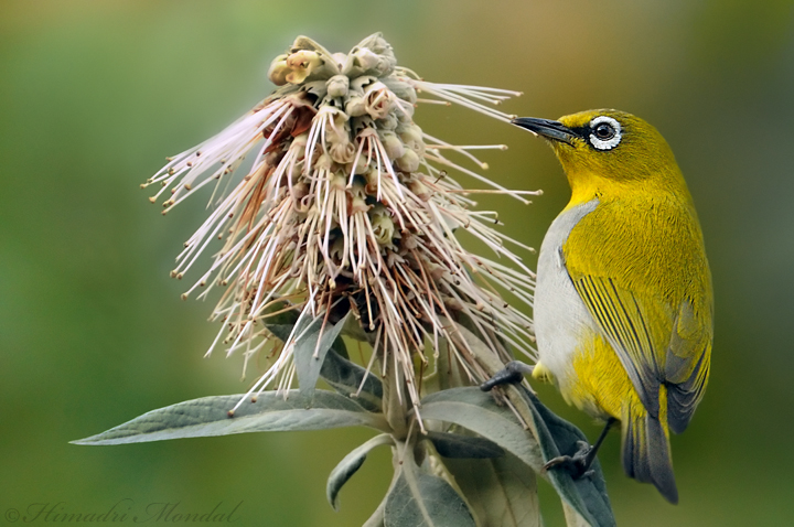 Oriental white eye