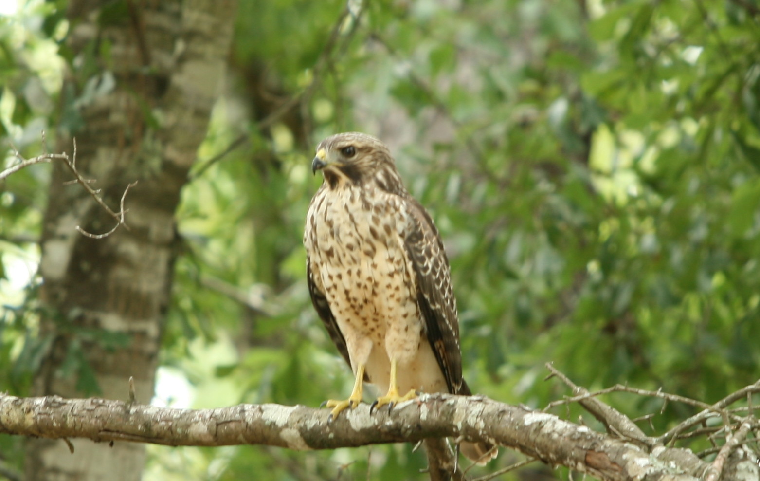 Red-shouldered Hawk: Eastern Juvenile