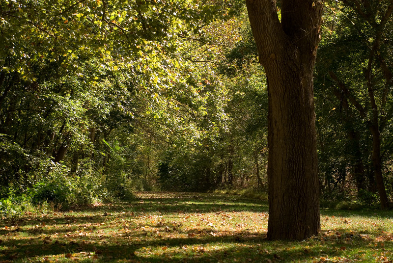 Glade near Maury River