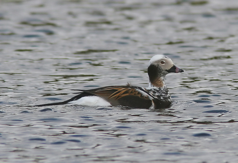 Alfgel - Long-tailed Duck (Clangula hyemalis)