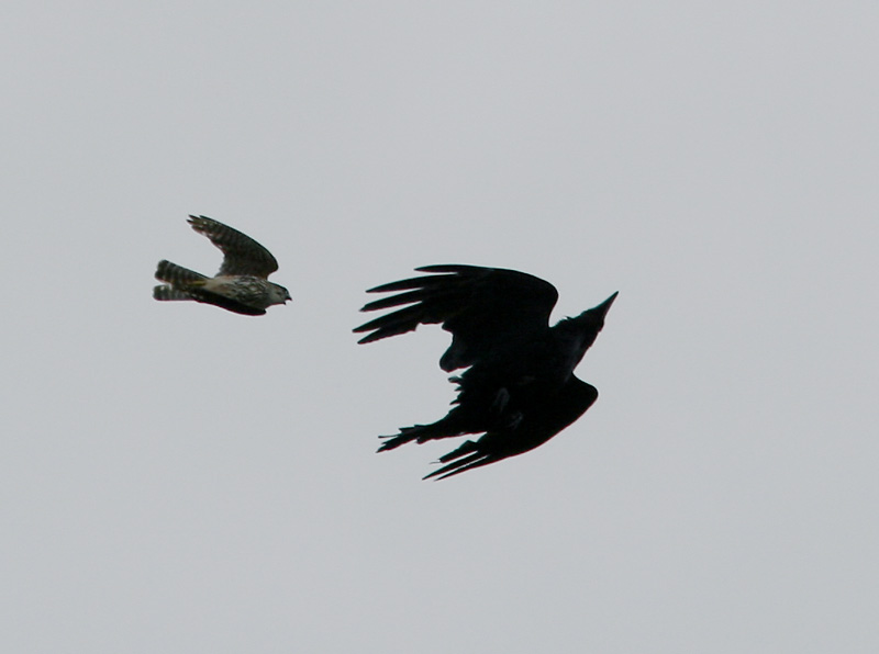 Korp - Raven (Corvus corax)