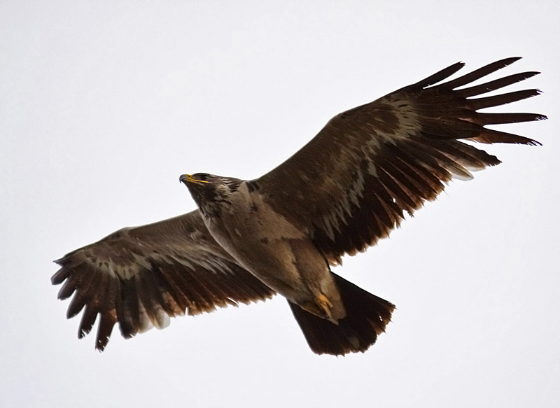 Stpprn - Steppe Eagle (Aquila nipalensis)