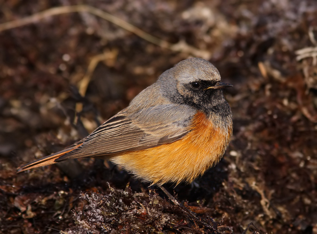 stlig svart rdstjrt - Central asiatic Black redstart - (Phoenicurus ochruros phoenicuroides)