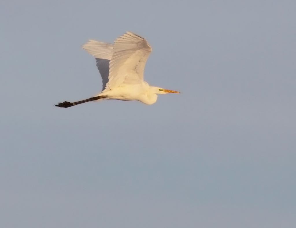 gretthger - Great Egret (Egretta alba)