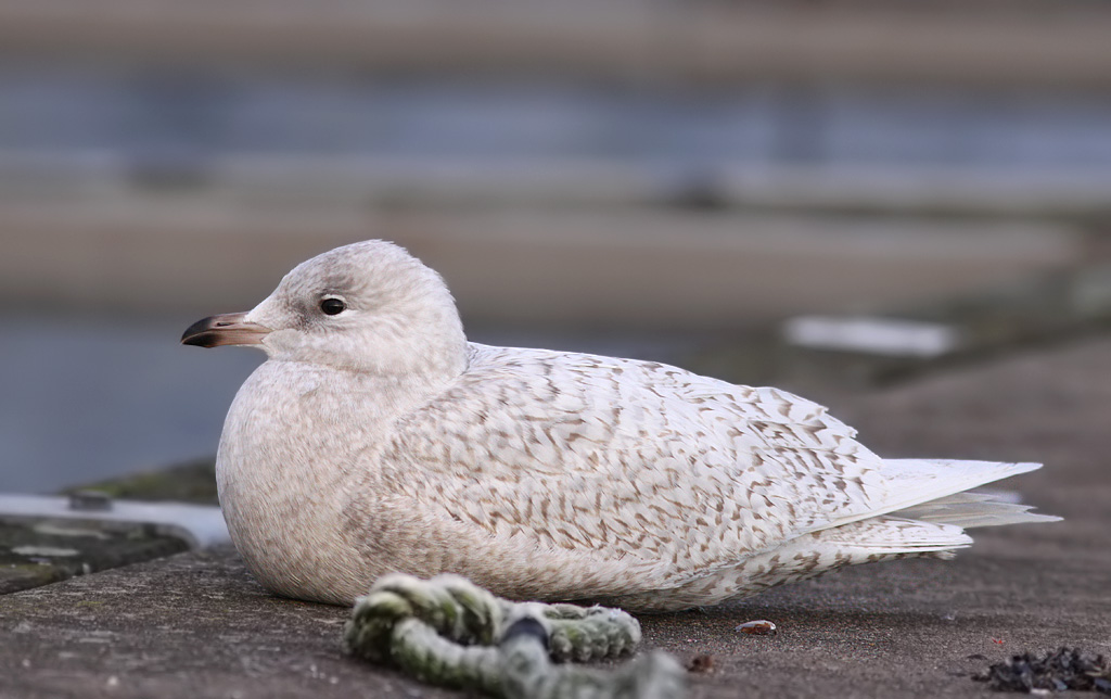 Vitvingad trut - Iceland Gull (Larus glaucoides)