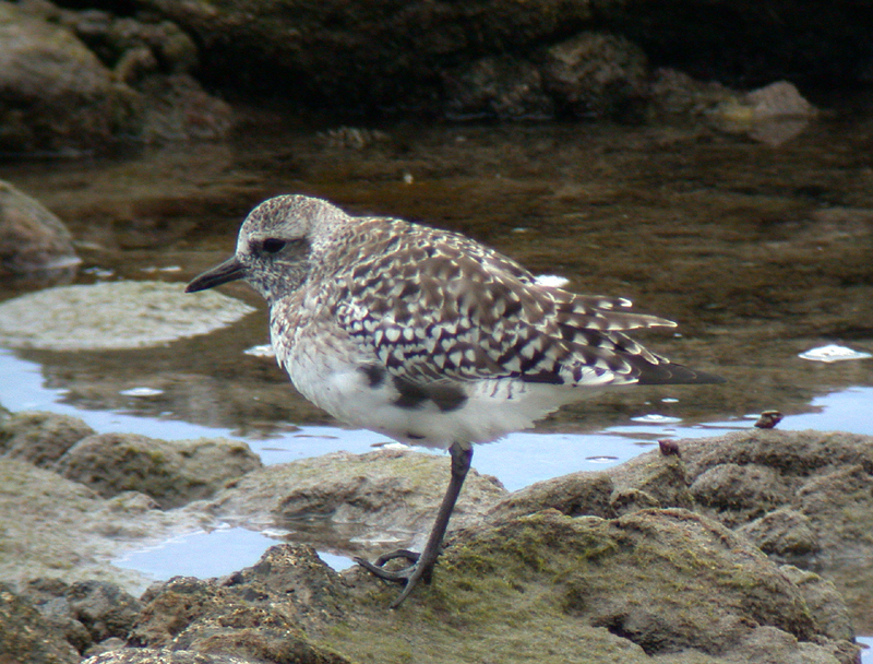 Kustpipare - Grey plover  (Pluvialis squatarola)