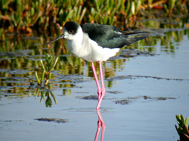 Styltlpare - Black-winged Stilt   (Himantopus himantopus)