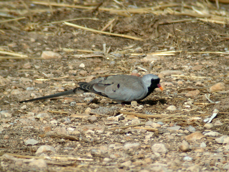 Lngstjrtsduva - Namaqua Dove  (Oena capensis)