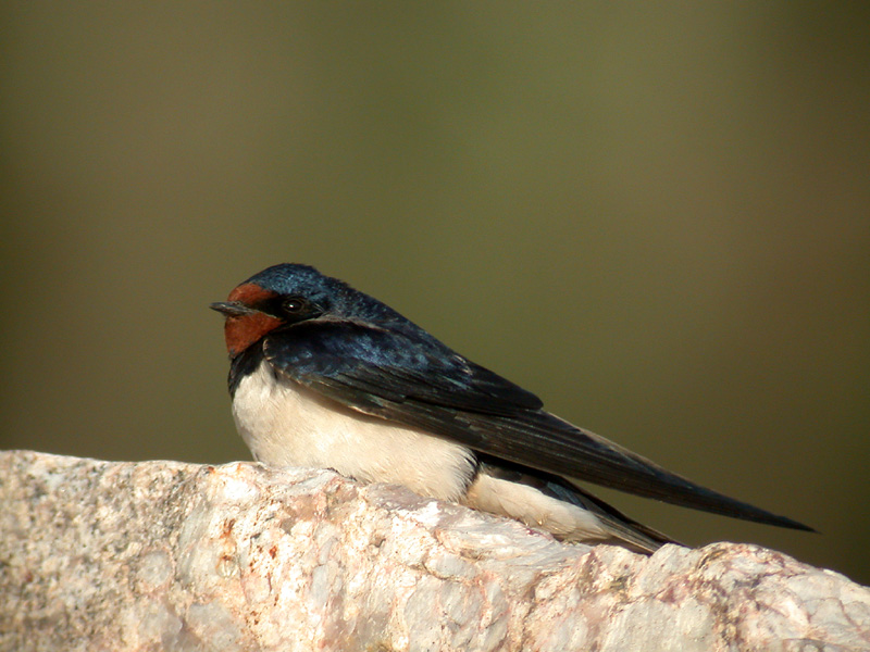 Ladusvala - Barn Swallow  (Hirundo rustica)