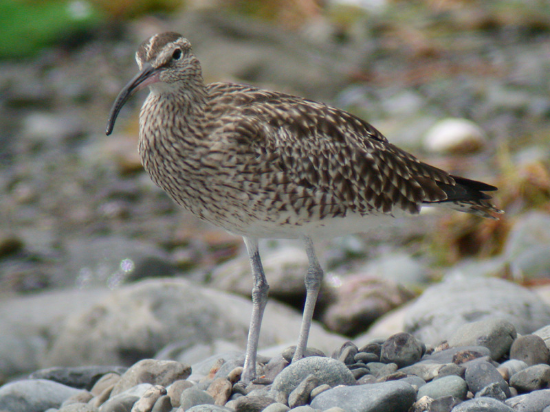 Smspov - Whimbrel  (Numenius phaeopus)
