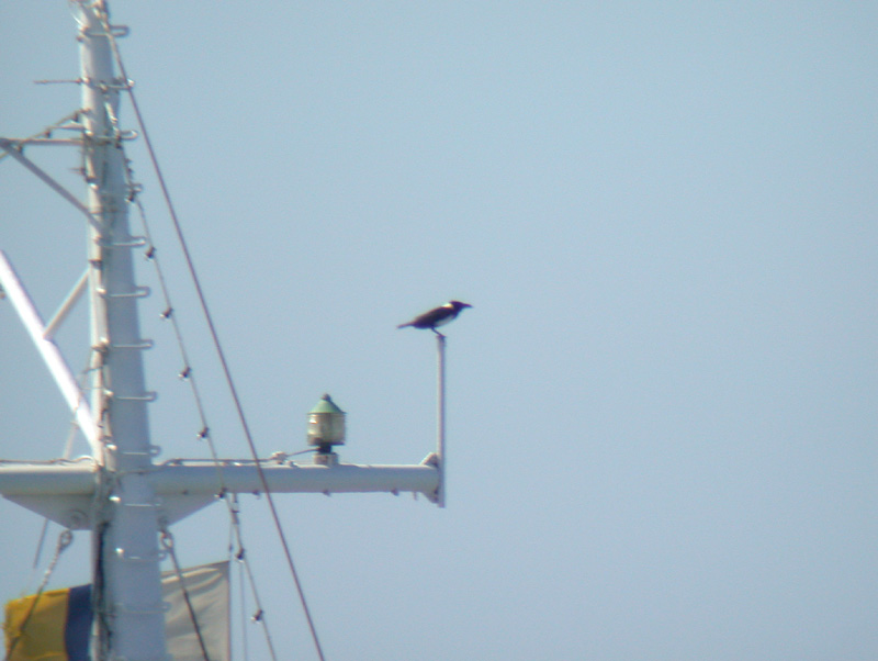 Svartvit krka - Pied Crow  (Corvus albus)