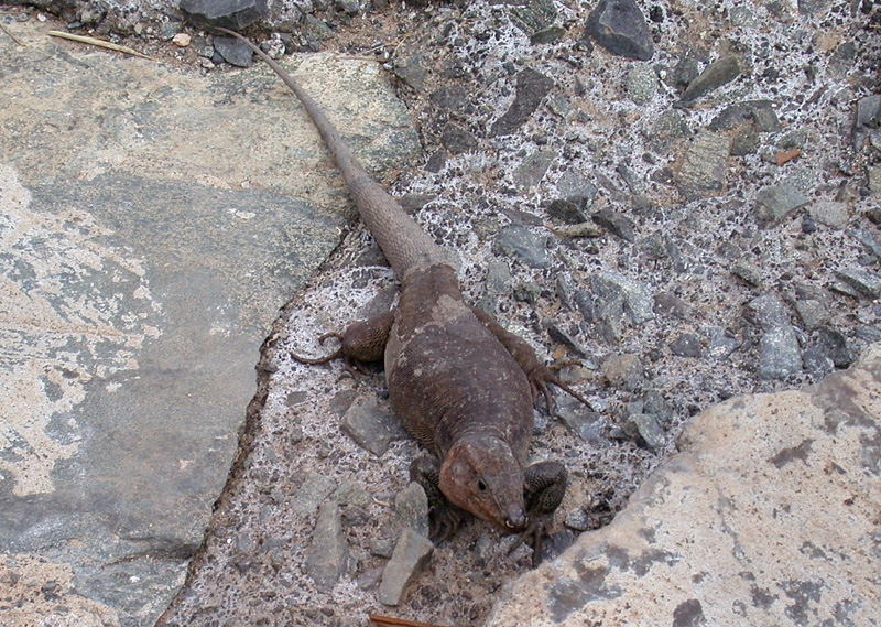 Gran Canaria Giant Lizard - Gallotia stehlini