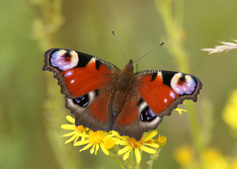 Pfgelga - Peacock  (Inachis io)