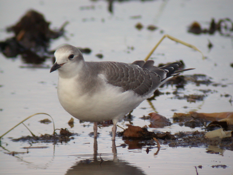 Trnms - Sabines Gull (Larus sabini)