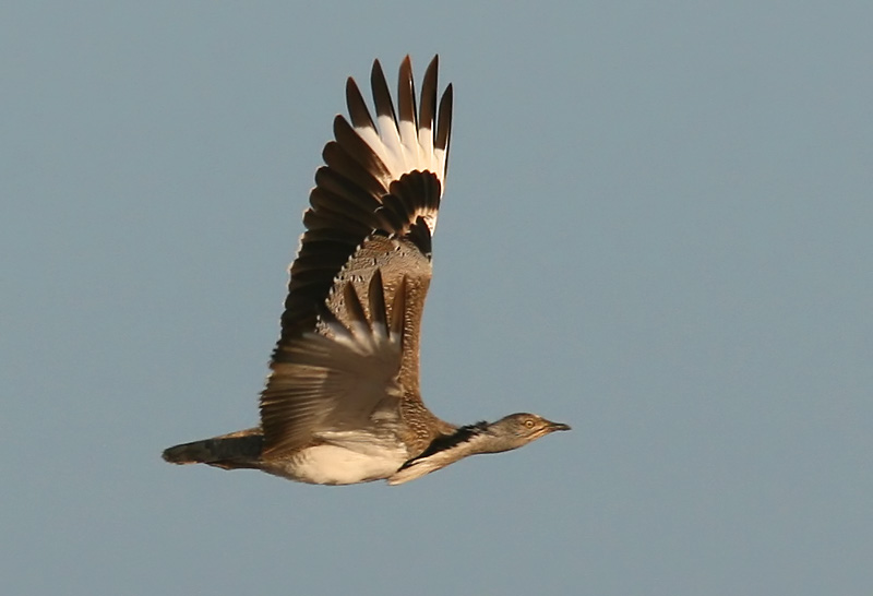 kentrapp - Houbara Bustard (Chlamydotis undulata)