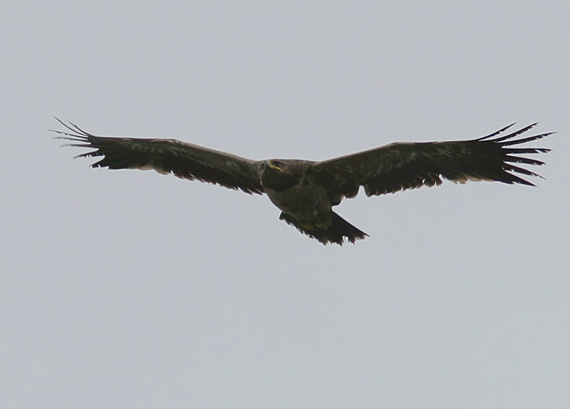 Stpprn - Steppe Eagle (Aquila nipalensis)
