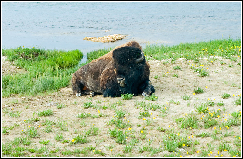 Sitting Bison
