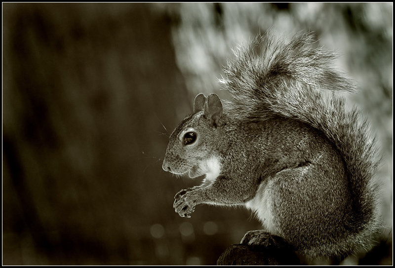 Squirrel