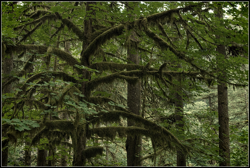 Mossy I