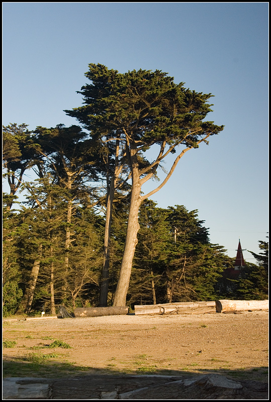 Cypress