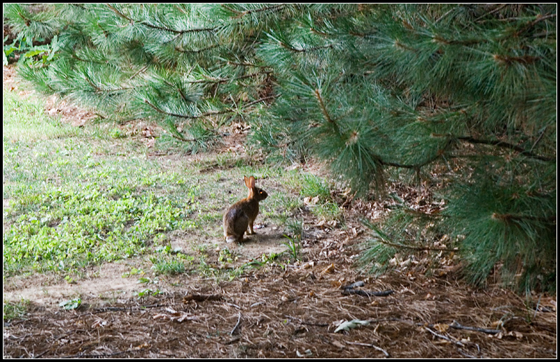 Rabbit I