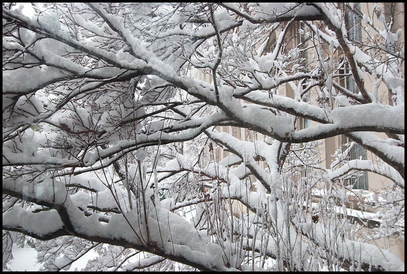 Snowy Branches