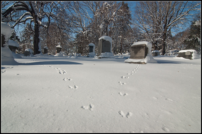 Deer Prints