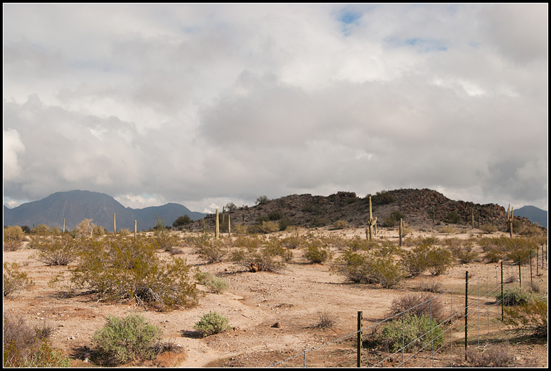 Sonoran Desert I