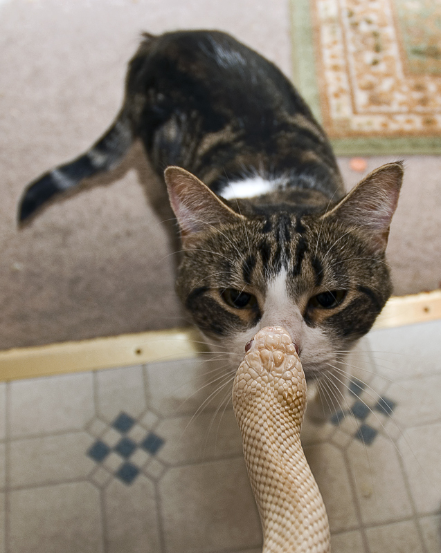 Cat and Snake
