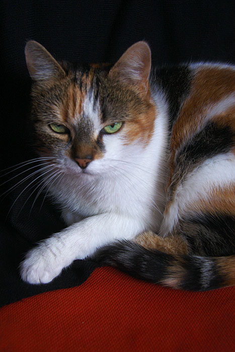 Cat in red and black