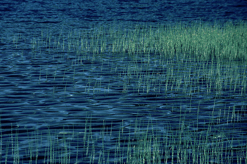 Herbes du lac
