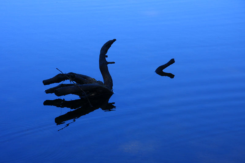 Black swan