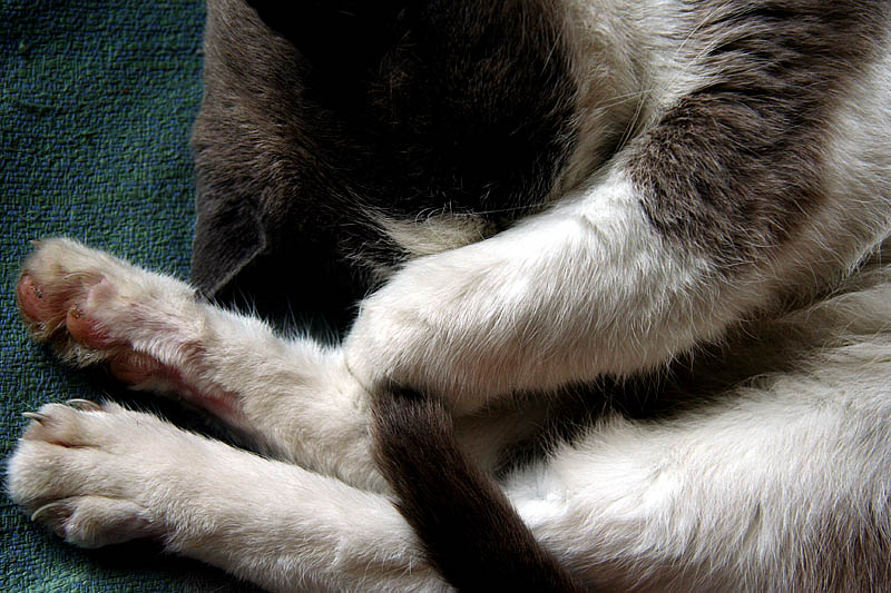Leo The Cat
