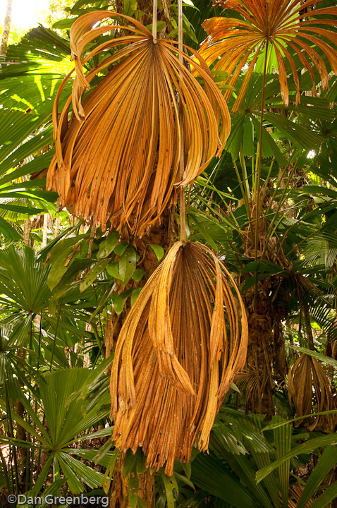 Fan Palm Leaves