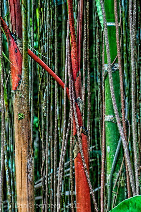 Bamboo in Different Colors