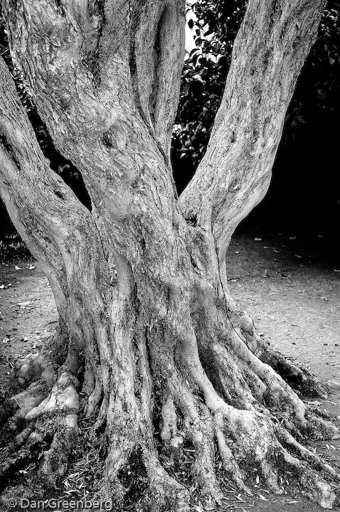A Very Old Olive Tree