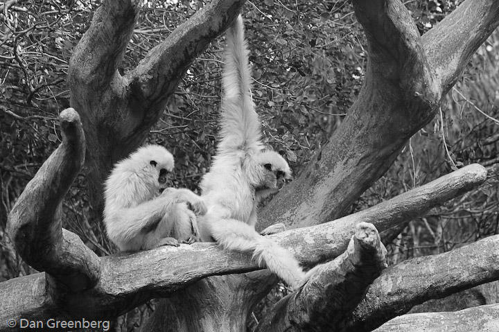 Monkeys, Miami Zoo